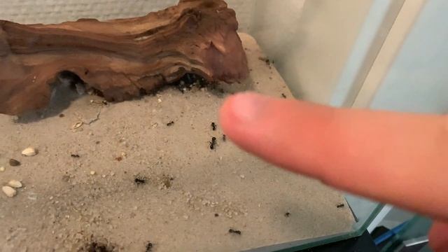 Messor Barbarus: Rollercoaster of an update, first sad, then confused then happy смотреть онлайн