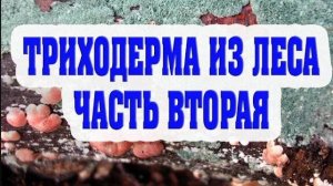 Триходерма из леса, размножение без стерилизации.  Часть вторая.