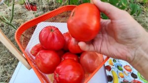 ТОМАТ 2024 🍅 Red Pear/красная груша/ premium selection .