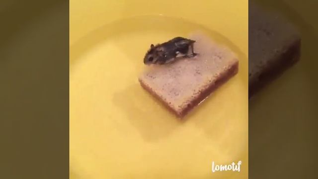 Самый веселый хомяк на отдыхе ;) смотреть онлайн