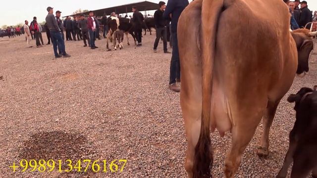 Чуст МОЛ БОЗОРИДАГИ КАТТА ЯНГИЛИКЛАР.