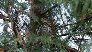White's Thrush preening and stretching (Zoothera dauma aurea) fullHD