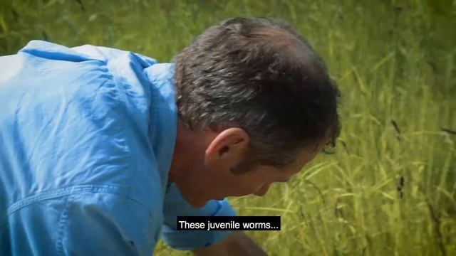 Integrated Pest Management in Wheat with Paul Temple