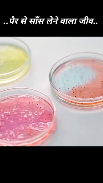 pair se sans lene vala jiv #facts #gyan #amazing #amazingfacts смотреть онлайн