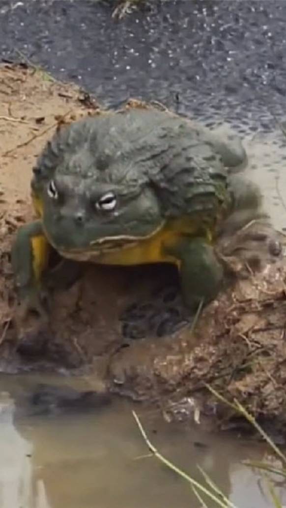 Огромная лягушка монстр, оказывается заботливой мамой. смотреть онлайн