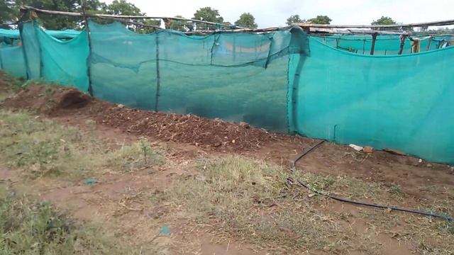 Melia Dubia plants available 9741221478wtsp