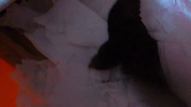 2018-07-19  Стрижонок Малышка - ещё одно пернатое чудо свалившееся сверху