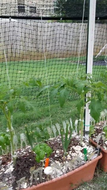 Shade Cloth 55% Saves My Tomatoes and Peppers #Shorts смотреть онлайн