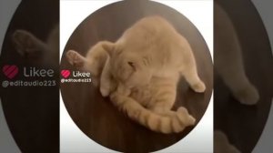 смурзиком что-то не так