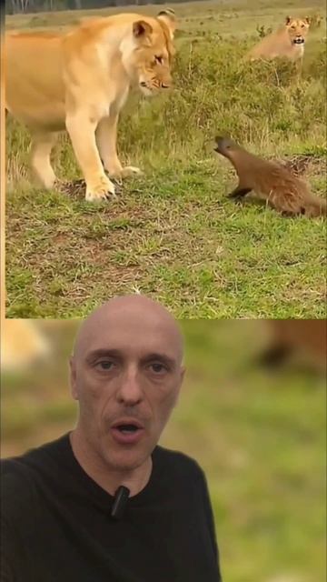 MANGUSTO: QUANDO A CORAGEM É MAIOR QUE O TAMANHO смотреть онлайн