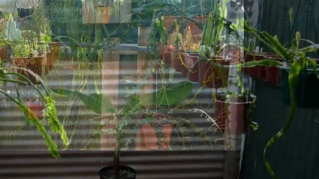 MY EPIPHYLLUM AUTUMN 2013 By PLANTMAN SA смотреть онлайн