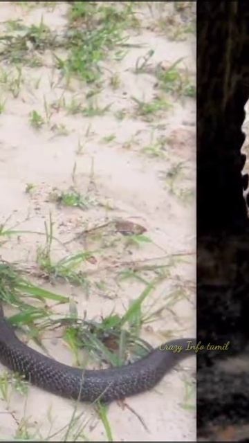 இந்தியாவில் உள்ள அதிக விஷம் கொண்ட 5 பாம்புகள் என்ன தெரியுமா?😱|Top 5 poisonous snake in india #short смотреть онлайн