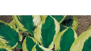 Hostas in Korea, 비비추 '브림 컵' Hosta ‘Brim Cup’