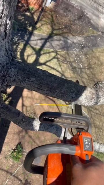 Reducing and removing branches on Pin Oak. #arboristlife #treeclimber #husqvarna #wildwednesday смотреть онлайн