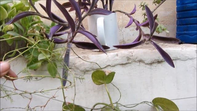 A Beautiful Plant Which You Can Easily Grow In Your Garden - Purple Heart | Hindi/Urdu смотреть онлайн