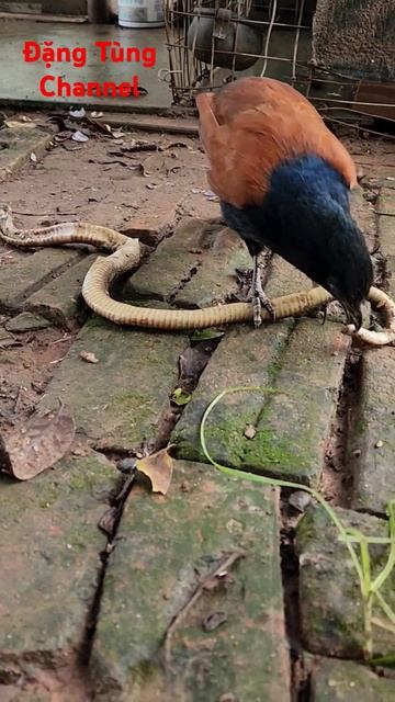 #рысь #природа #карелия #лиса #fishing #snake #animals(bìm bịp bắt ăn rắn hổ chúa) смотреть онлайн