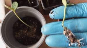 СЕМЕНА ОГУРЦОВ ПРОРОСЛИ В ВЕРМИКУЛИТЕ ОЧЕНЬ БЫСТРО