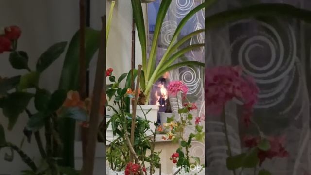 Новруз!!! 🤩🤩🤩🌅⚘️🪻🌺☀️🌠