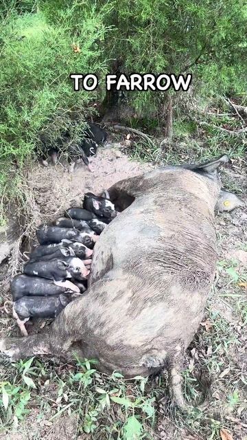 Sows Are Complicated! #pasturedpigs #piglets смотреть онлайн