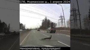 Фрагмент озвучки из м/ф "Приключения Мюнхгаузена. Павлин"