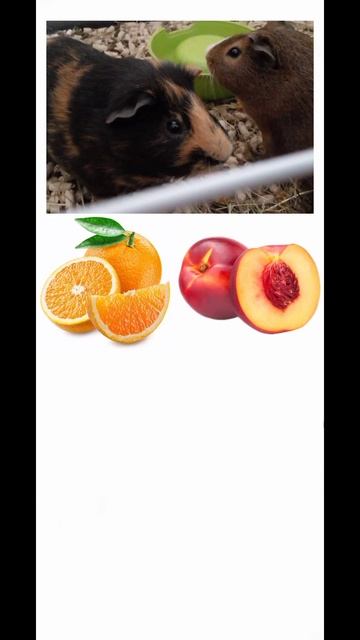 Угадай что можно есть морской свинке часть 84 #морские_свинки #животные #викторина смотреть онлайн