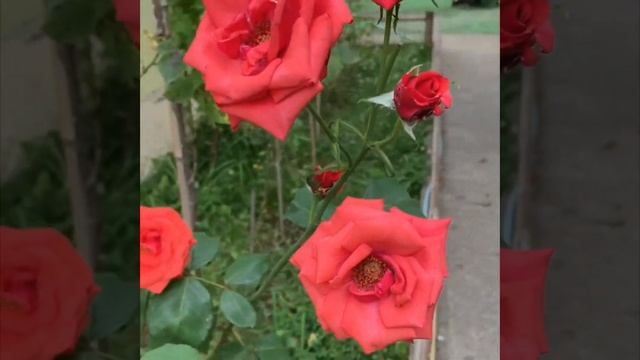 У нас новый цвет! #всочиумаши смотреть онлайн