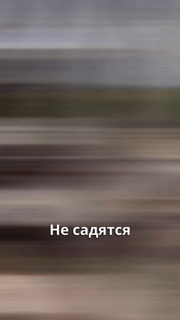 Зачем зебре полоски смотреть онлайн