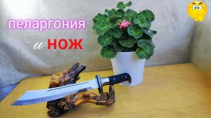 Пеларгония "Pink Chart".  СКОРО.