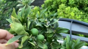Làm sao để phân biệt quất ngọt quả tròn và quả dài khi chưa ra quả???  Chỉ 1 mẹo nhỏ