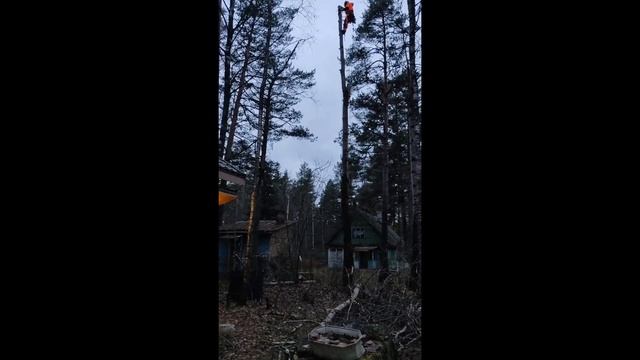 удаление гнилой осины