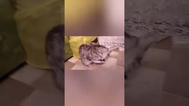 Первое видео