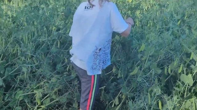 Гороховое поле👍🤗 смотреть онлайн