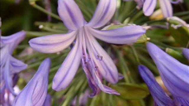 SZíNES LILIOMOK смотреть онлайн