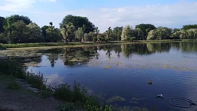 Швеция, Мальмё, парк, озеро, уточки. 6 июня 2021🏞️🦆🦆🦆 смотреть онлайн