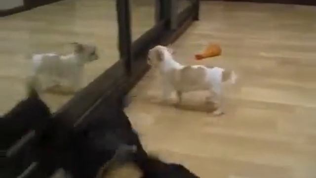 черная и пятнистая в продаже MVI 1902 1 смотреть онлайн