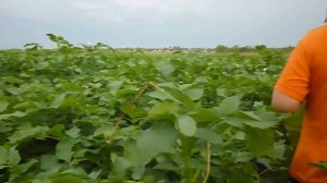 ВОТ ЭТО картошка!!! Всем картошкам картошка!