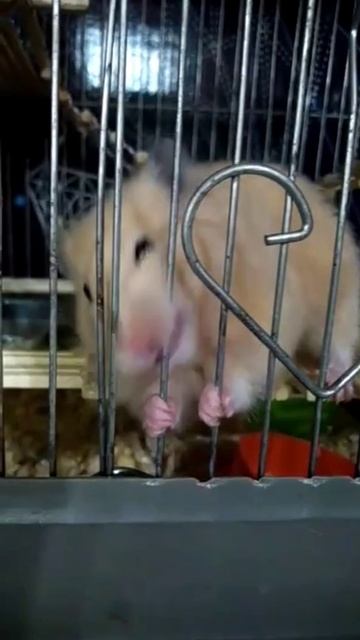 Наши новые "члены семьи".Сирийские хомяки. смотреть онлайн