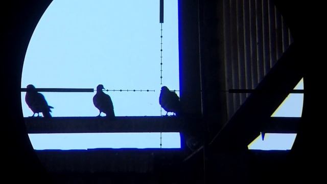 Pest Control - Ворошу Голубятню | I 'm stirring up the Dovecote