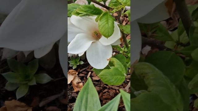 Magnolie Blusch,  Крупнолистная Магнолия Блуш на полном цветении 14.04.24