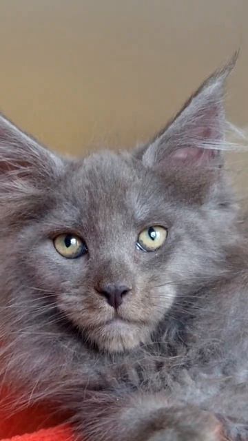 котёнок мейн кун из питомника Страна Гулливеров, gulliver-coon.ru