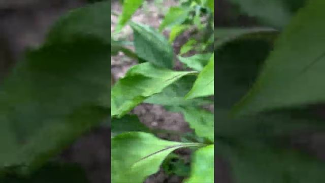 Перец на грядке смотреть онлайн