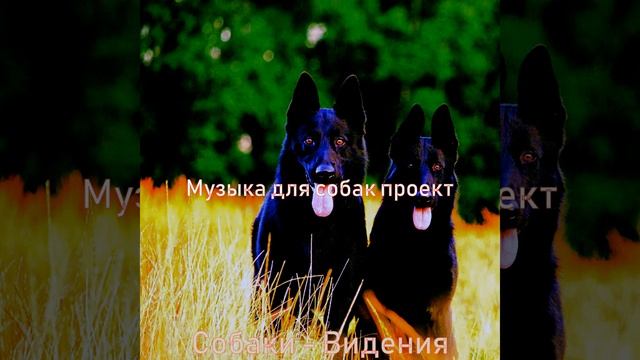 Мечты (Милые Собаки) смотреть онлайн