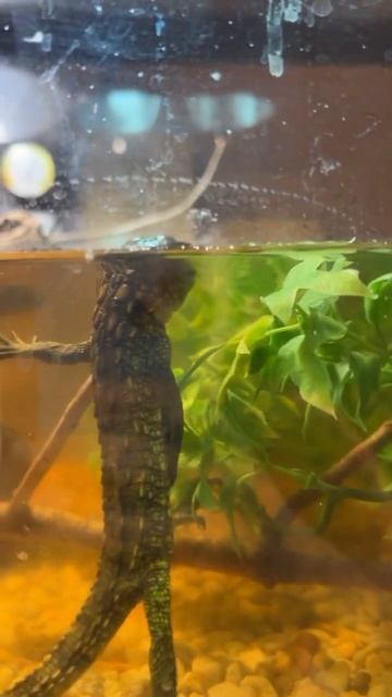 Lagarto caiman cazando #caiman #dracaena #lagartos #reptiles #tegus смотреть онлайн
