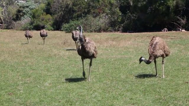 Australian Emu Native Birds | Emu Dangerous Birds Best Urdu documentary смотреть онлайн