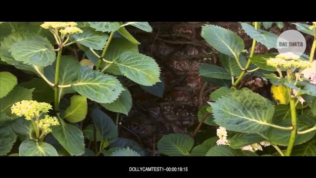 Test Dolly maison смотреть онлайн