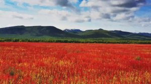 ЗАКОН И СВОБОДА