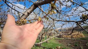 16 апреля Посадила Розы и Пионы. Съездила на укол.О жизни деревенской