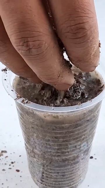 Growing Long Beans from Seeds at Home Easy#shorts смотреть онлайн