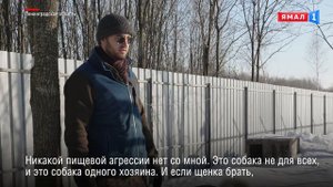 «Парк северных волков». Как в Ленинградской области живут хищники с ямальским характером