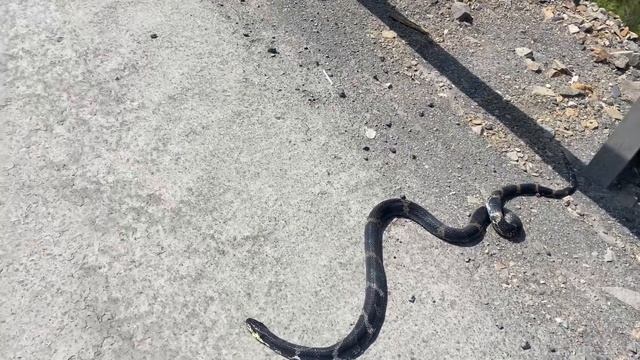 И снова недовольства. 13 велокитайцев и ГАЗЕЛЬ. Дальнереченск.#12 смотреть онлайн